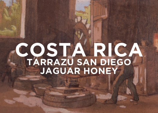 Costa Rica Tarrazu San Diego Jaguar Honey