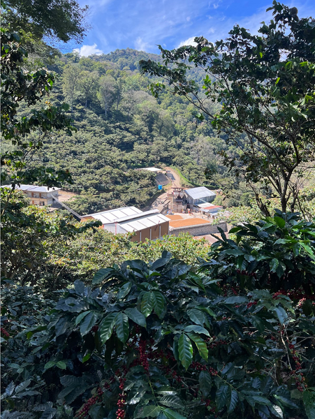 Scenic view of Finca Nuevo coffee farm nestled among green trees and mountains under a blue sky.